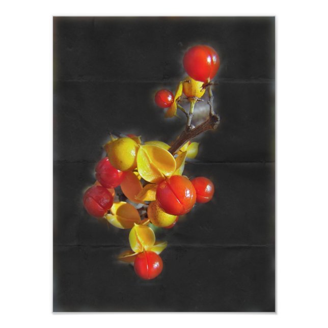 Bittersweet Berries - Autumn Beauty Photo Print (Front)