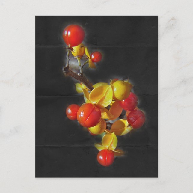 Bittersweet Berries - Autumn Beauty Postcard (Front)