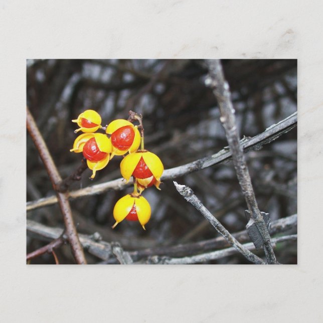 Bittersweet Berries Postcard (Front)