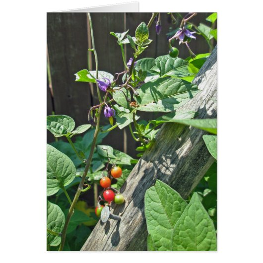 Bittersweet nightshade (Solanum dulcamara) Card (Front)