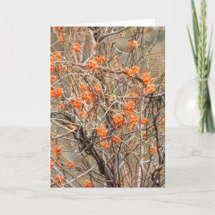 Bittersweet Note Card