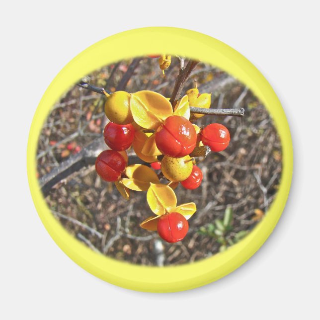 Bittersweet Vine Berries Items Magnet (Front)