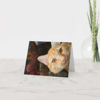 Bixby in the Sun Thank You Card