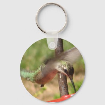 Bk- Hummingbird Keychain by patcallum at Zazzle