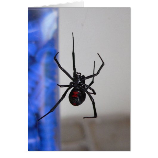 Bl;ack Widow Spider Cards (Front)