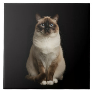 Black 4 Luxe Tile with Birmanese Cat