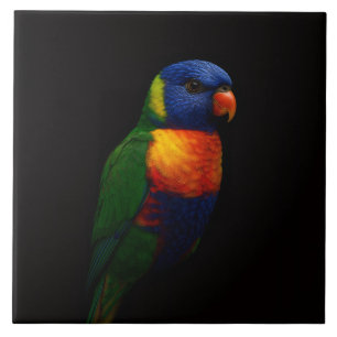 Black 4 Luxe Tile with Rainbow Lorikeet Parrot