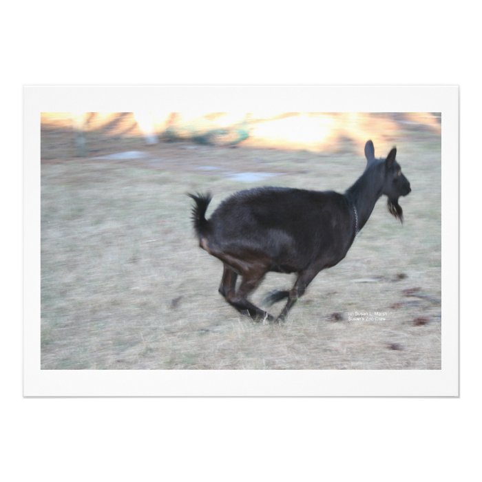 Black alpine goat doe running away to right invites
