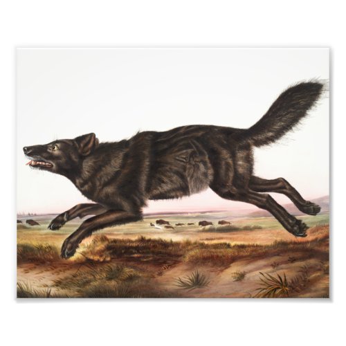 Black American Wolf Canis lupus Illustration Photo Print
