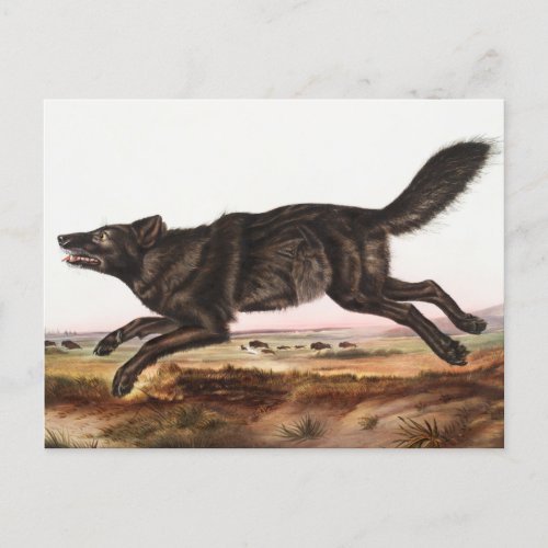 Black American Wolf Canis lupus Illustration Postcard