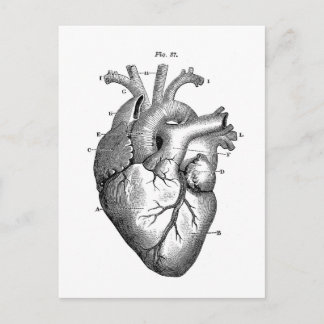 Black Anatomical Heart Postcard