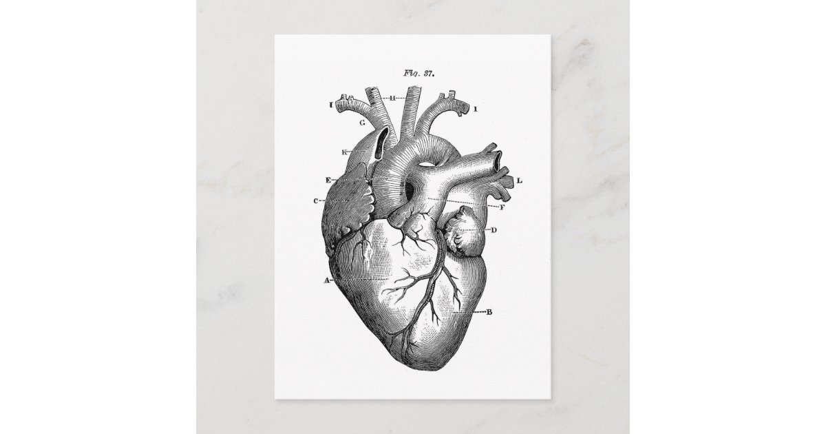 Black Anatomical Heart Postcard