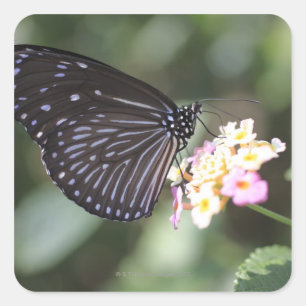 Black and blue butterfly on flower square sticker