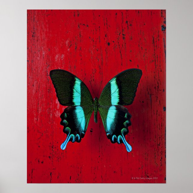 Black and blue butterfly on red wall poster (Front)