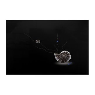 Black and brown beach themed seashell Ikebana Acrylic Print