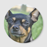 Black and Brown Chihuahua Magnet