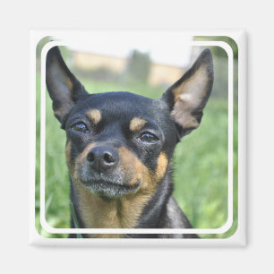 Black and Brown Chihuahua Magnet
