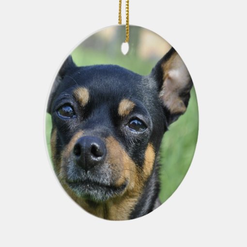 Black and Brown Chihuahua Ornament | Zazzle