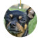 Black and Brown Chihuahua  Ornament