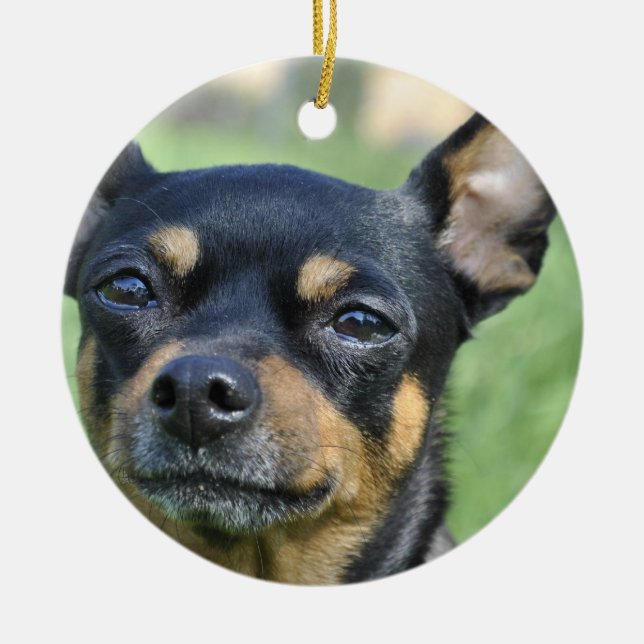 Black and Brown Chihuahua  Ornament (Front)