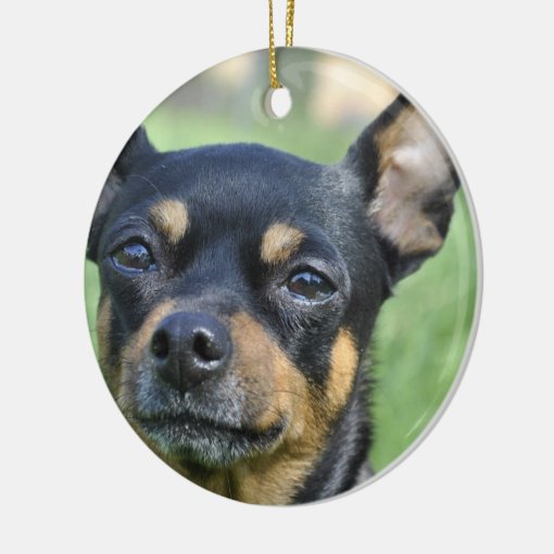 Black and Brown Chihuahua Ornament | Zazzle