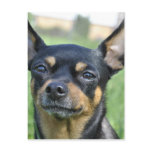 Black and Brown Chihuahua Postcard