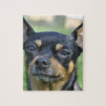 Black and Brown Chihuahua Puzzle