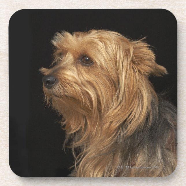 Black and brown Yorkie left profile on black Coaster (Front)