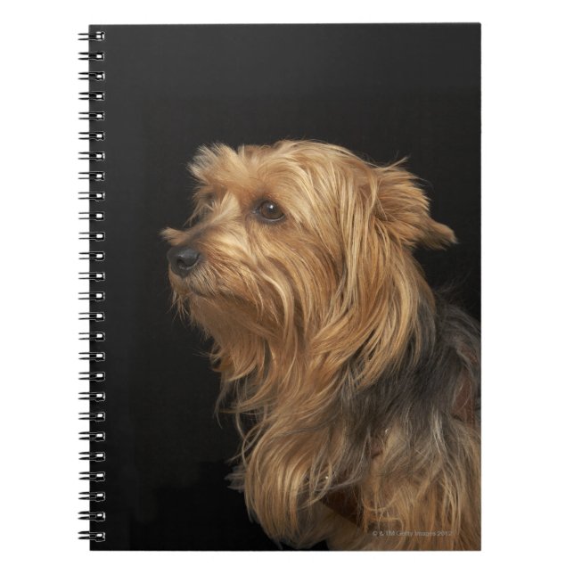 Black and brown Yorkie left profile on black Notebook (Front)