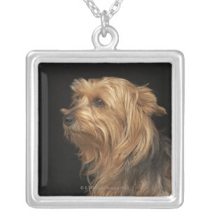 Black and brown Yorkie left profile on black Silver Plated Necklace