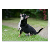 Black and Cream Chihuahua (Front Horizontal)