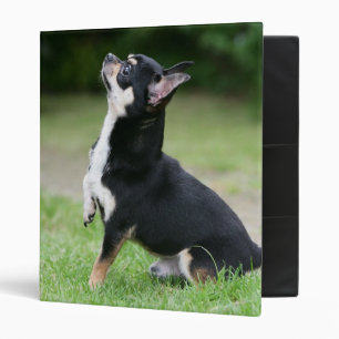 Black and Cream Chihuahua Binder