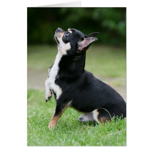 Black and Cream Chihuahua Cards (Front)