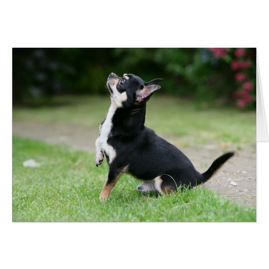 Black and Cream Chihuahua Cards (Front Horizontal)