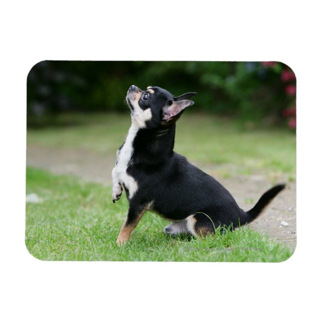 Black and Cream Chihuahua Magnet (Horizontal)