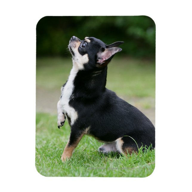 Black and Cream Chihuahua Magnet (Vertical)