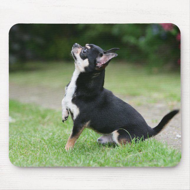 Black and Cream Chihuahua Mouse Pad (Front)