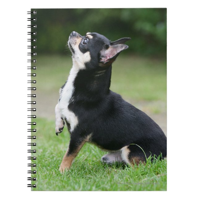Black and Cream Chihuahua Notebook (Front)