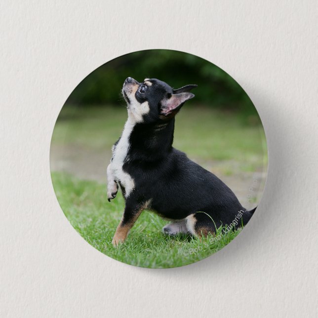 Black and Cream Chihuahua Pinback Button (Front)