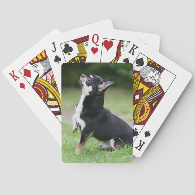Black and Cream Chihuahua Poker Cards (Back)