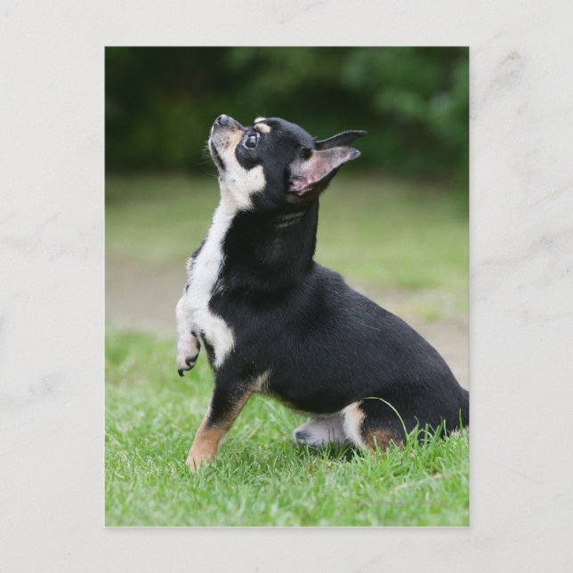 Black and Cream Chihuahua Postcard (Front)