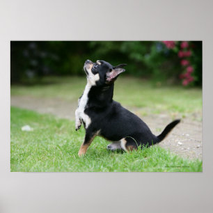 Black and Cream Chihuahua Poster