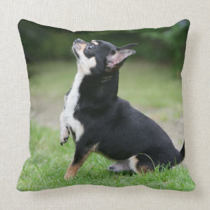Black and Cream Chihuahua Throw Pillow