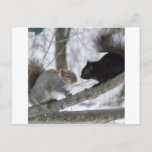 Black And Gray Squirrel Postcard at Zazzle