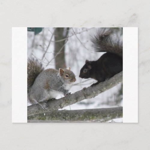 Black and Gray Squirrel Postcard
