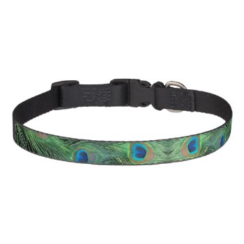 Black And Green Peacock Feathers Pet Collar by Peacocks at Zazzle