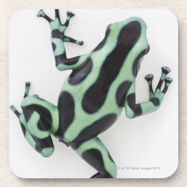 Black and Green Poison Dart Frog 2 Beverage Coaster (Front)