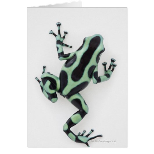Black and Green Poison Dart Frog 2 Cards (Front)