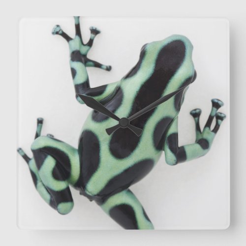 Black and Green Poison Dart Frog 2 Square Wall Clock