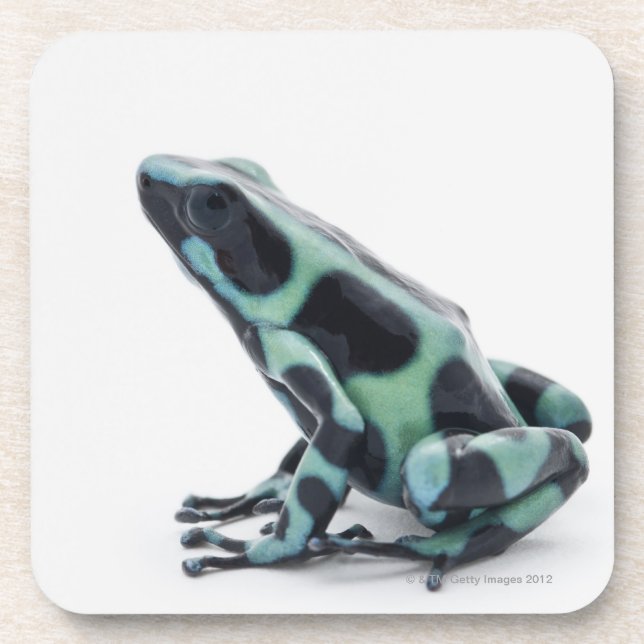 Black and Green Poison Dart Frog Beverage Coaster (Front)